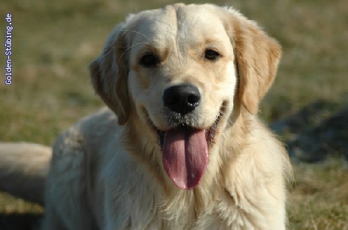 http://www.golden-stuebing.de/pixlie/cache/vs_B-Wurf_baxter.jpg