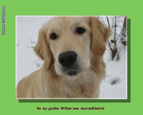 http://www.golden-stuebing.de/pixlie/cache/vs_B-Wurf_willowschneekopie.jpg