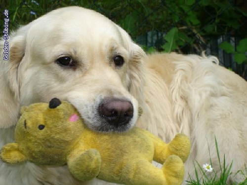 http://www.golden-stuebing.de/pixlie/cache/vs_Enja_dsc01172.jpg