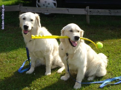 http://www.golden-stuebing.de/pixlie/cache/vs_Familie_dsc00869.jpg
