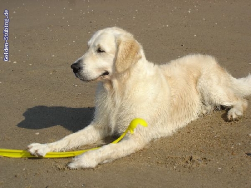 http://www.golden-stuebing.de/pixlie/cache/vs_Familie_dsc00882.jpg