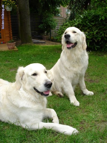 http://www.golden-stuebing.de/pixlie/cache/vs_Familie_golden3.jpg